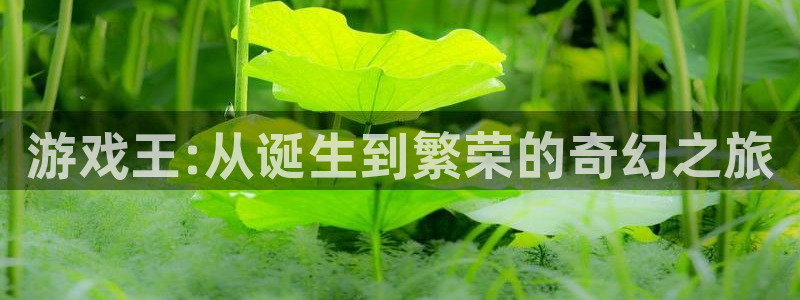 广东新宝GG电商bruno