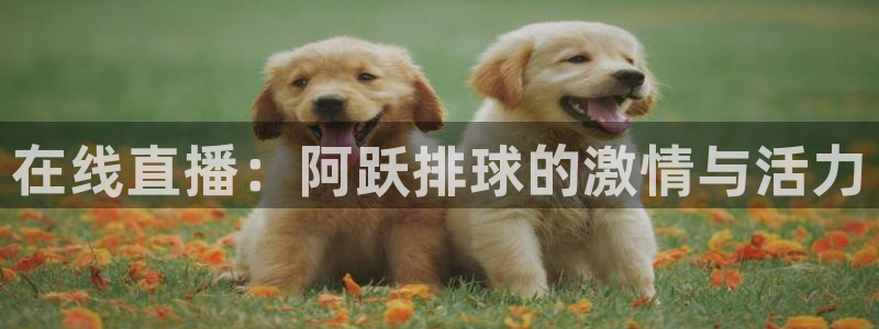 绿茵篮球直播：在线直播：阿跃排球的激情与活力